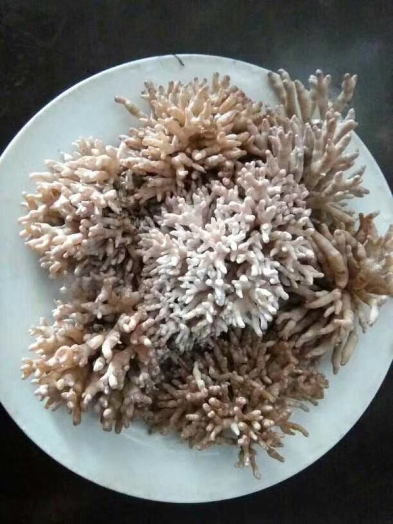 新鲜龙爪菇