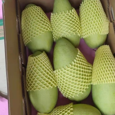 广西百色芒果大金煌十斤装带箱包邮现摘现发