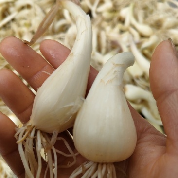 湖南特产藠头叫头教头茭头新鲜上市中，嫩香可口
