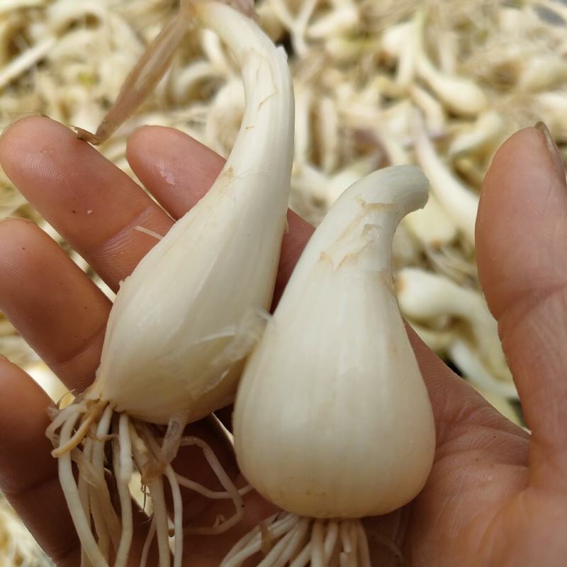 湖南特产藠头叫头教头茭头新鲜上市中，嫩香可口