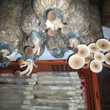蘑菇试管＿级母种