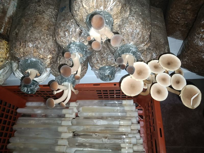 蘑菇试管＿级母种