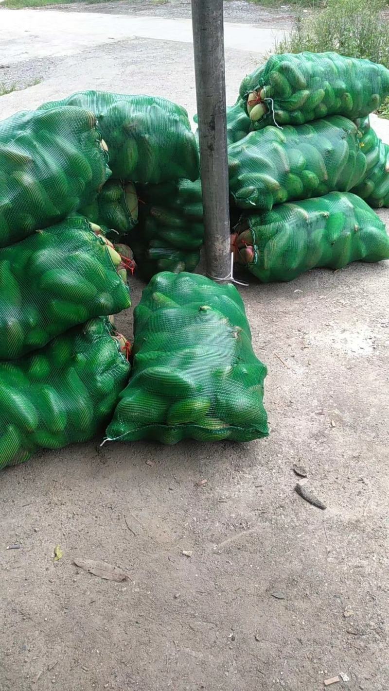 红象牙网袋已开始