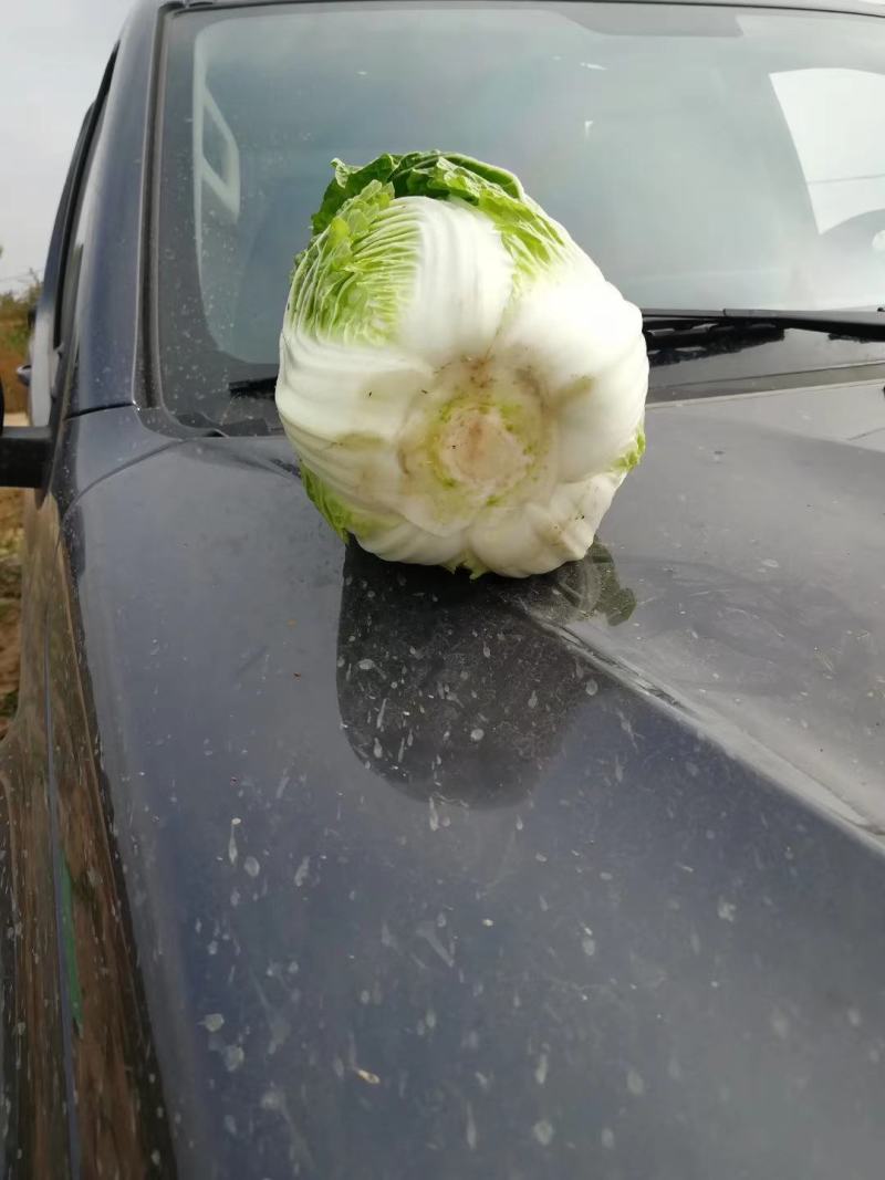 大白菜，黄心大白菜，大颗玲珑黄，保证质量货源充足。