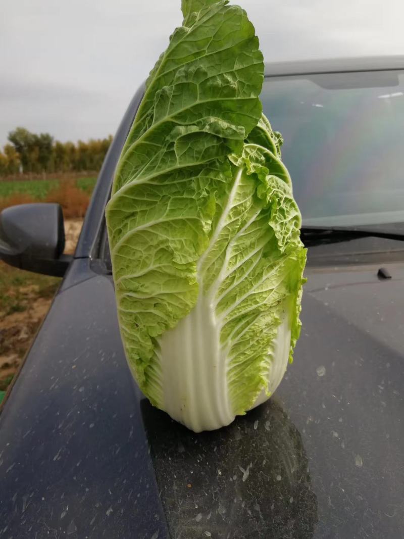 大白菜，黄心大白菜，大颗玲珑黄，保证质量货源充足。