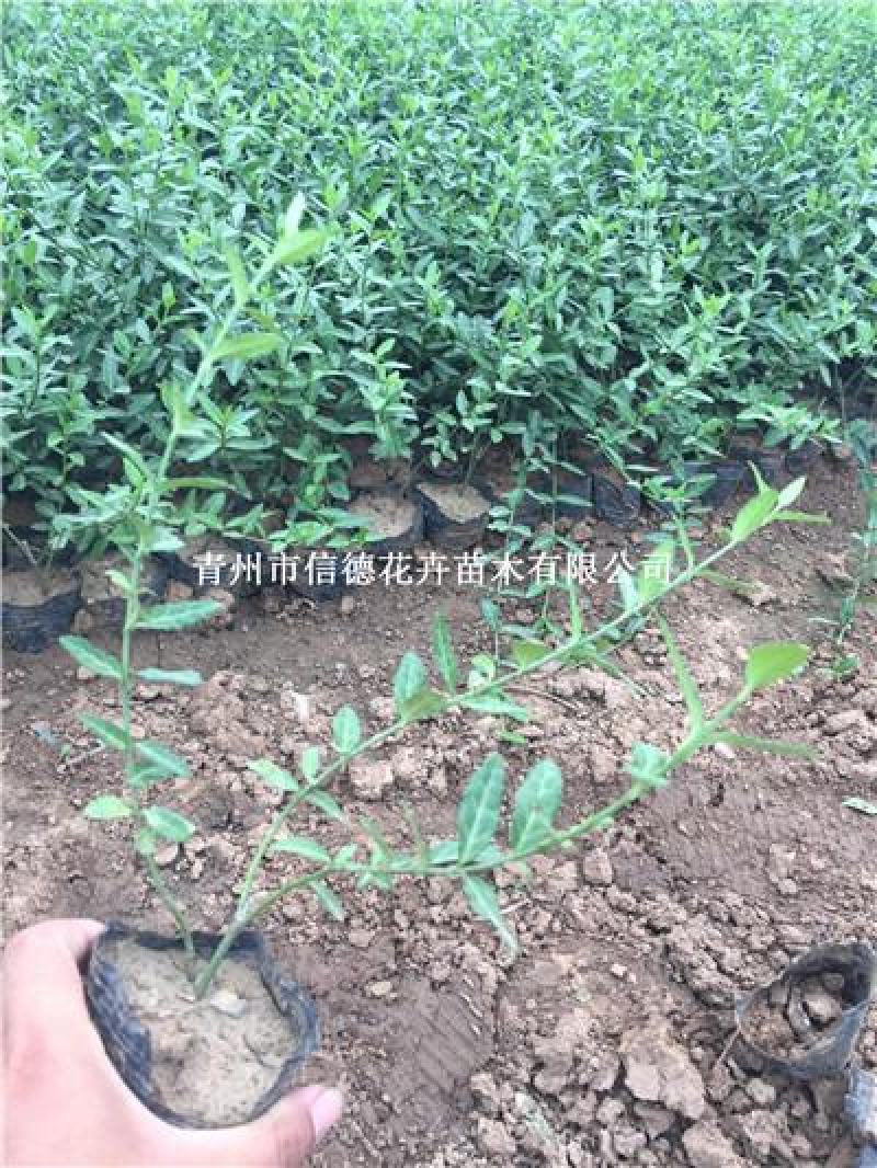 小叶扶芳藤，基地有货，多分叉，一手货源，大量有货