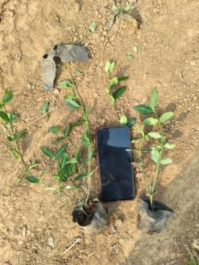 小叶扶芳藤，基地有货，多分叉，一手货源，大量有货