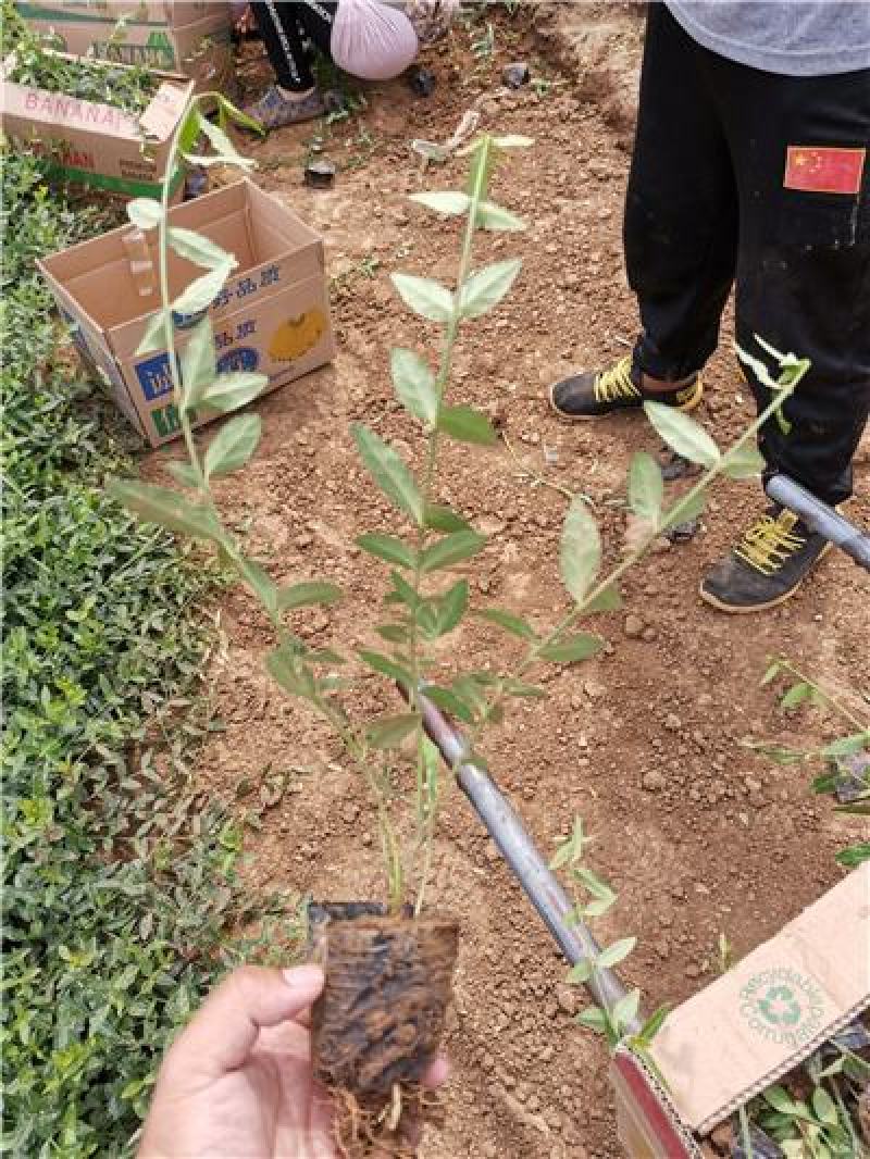 小叶扶芳藤，基地有货，多分叉，一手货源，大量有货