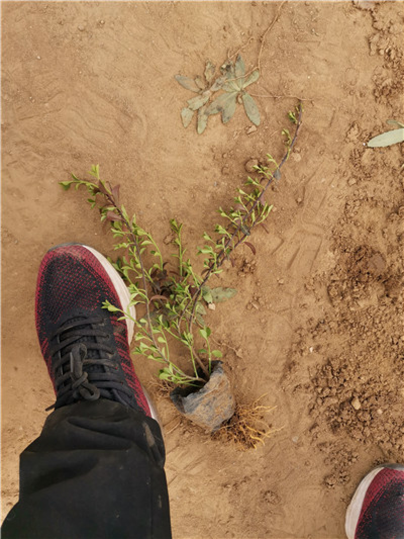 小叶扶芳藤，基地有货，多分叉，一手货源，大量有货