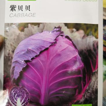 紫贝贝紫包菜种子，四川种都高科种业