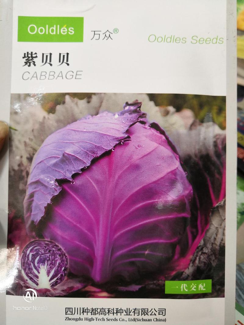 紫贝贝紫包菜种子，四川种都高科种业