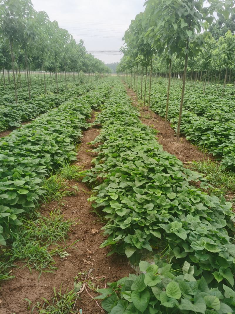 心香小香薯
