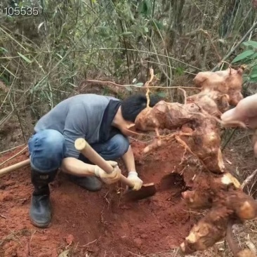 当季煲汤爆品野生土茯苓片