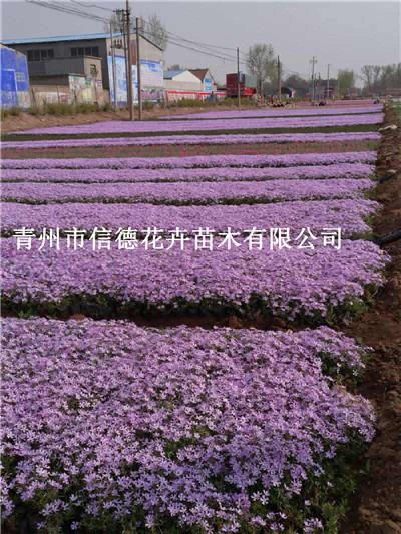 丛生福禄考，五色可选，开花漂亮，一手货源