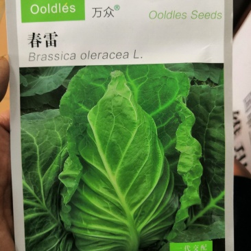 万众春雷，牛心包甘蓝种子，四川种都种业生产