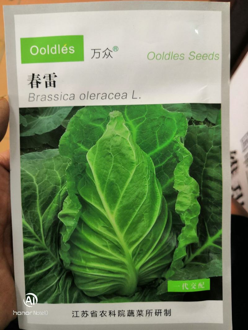 万众春雷，牛心包甘蓝种子，四川种都种业生产