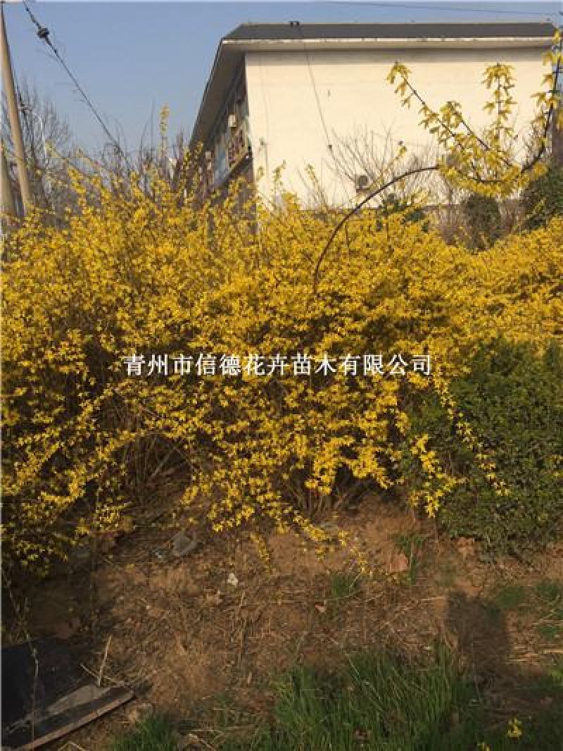 连翘，地栽苗，盆栽苗，一手货源，大量有货，基地直发