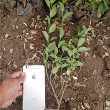 卫矛，一手货源，大量有货，基地直发，山东青州