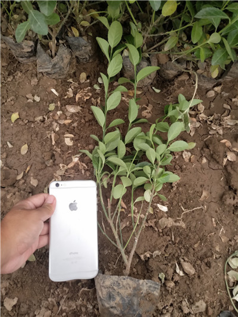 卫矛，一手货源，大量有货，基地直发，山东青州