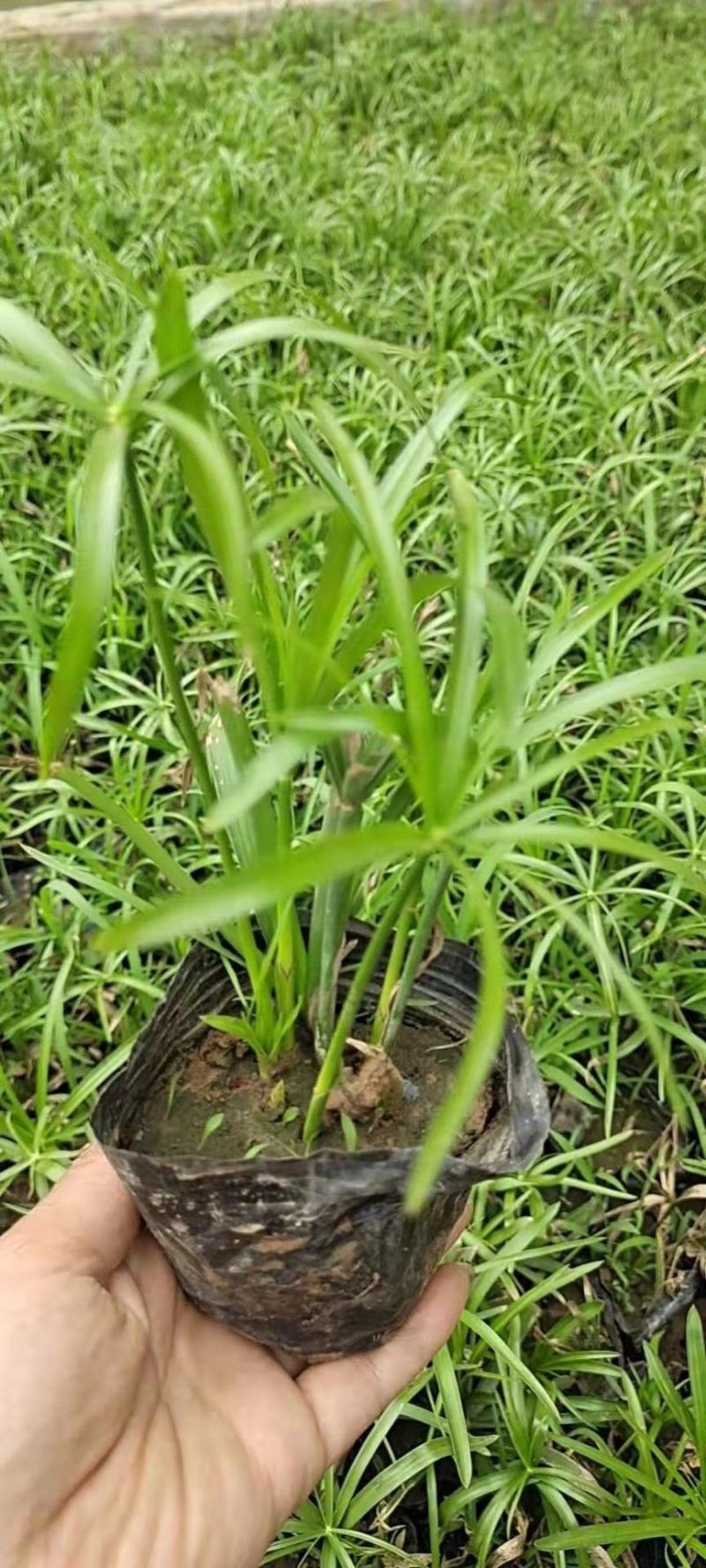 旱伞草，风车草，一手货源，大量有货，基地直发