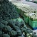 定西西兰花大量批发、精品西兰花货多、质量好