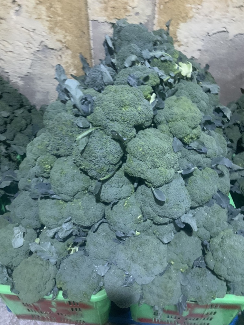 定西西兰花大量批发、精品西兰花货多、质量好