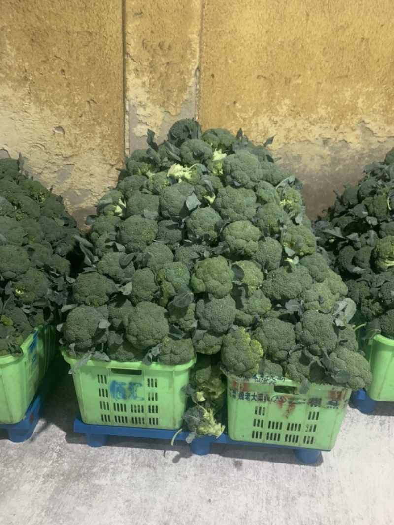 定西西兰花大量批发、精品西兰花货多、质量好