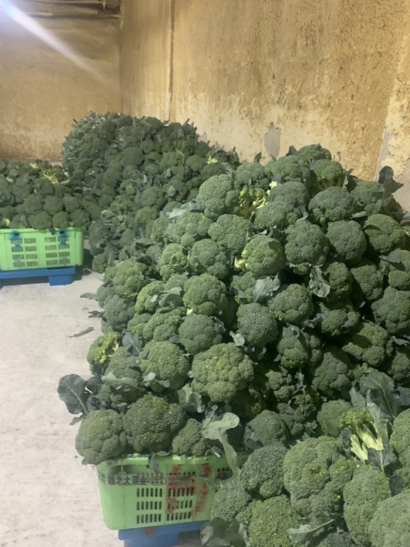 定西西兰花大量批发、精品西兰花货多、质量好