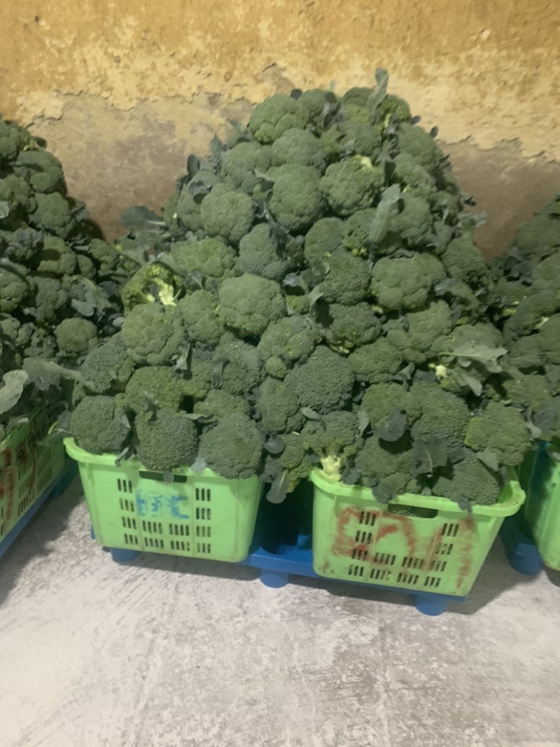 定西西兰花大量批发、精品西兰花货多、质量好