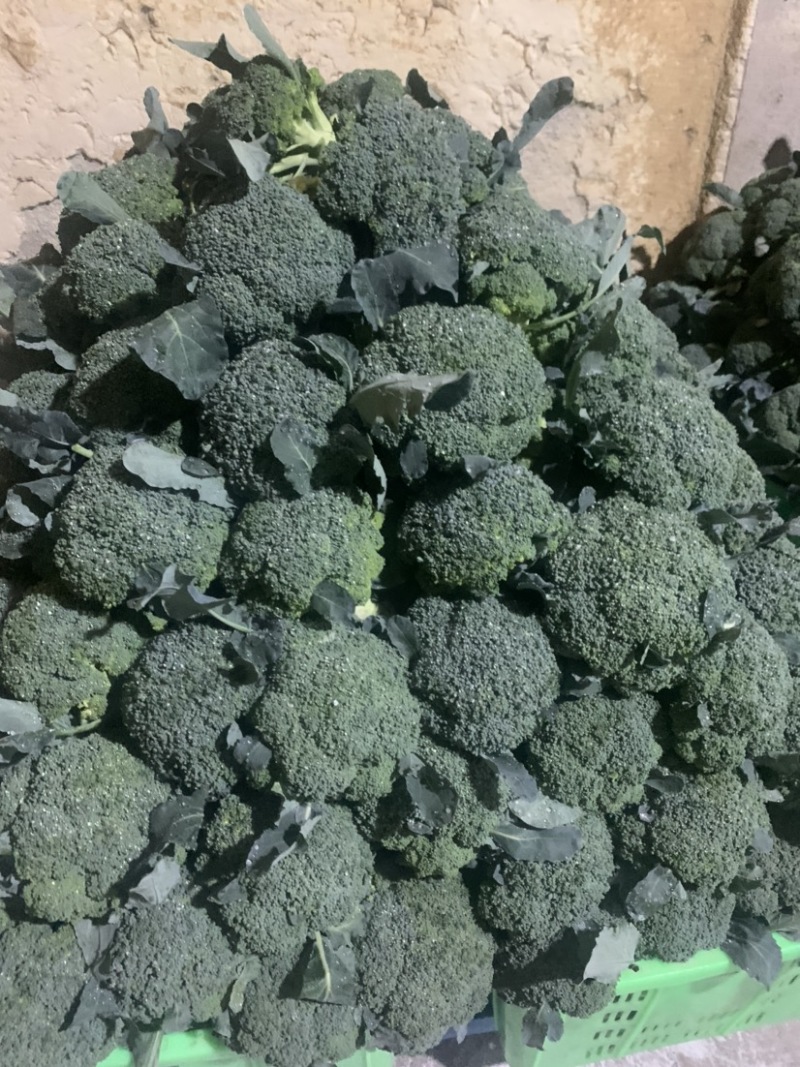 定西西兰花大量批发、精品西兰花货多、质量好