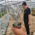 银叶菊，一手货源，大量有货，基地直发，山东青州