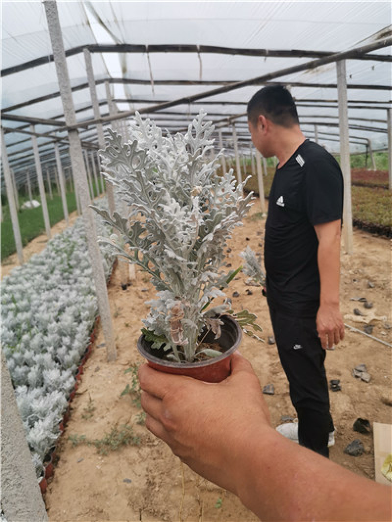 银叶菊，一手货源，大量有货，基地直发，山东青州