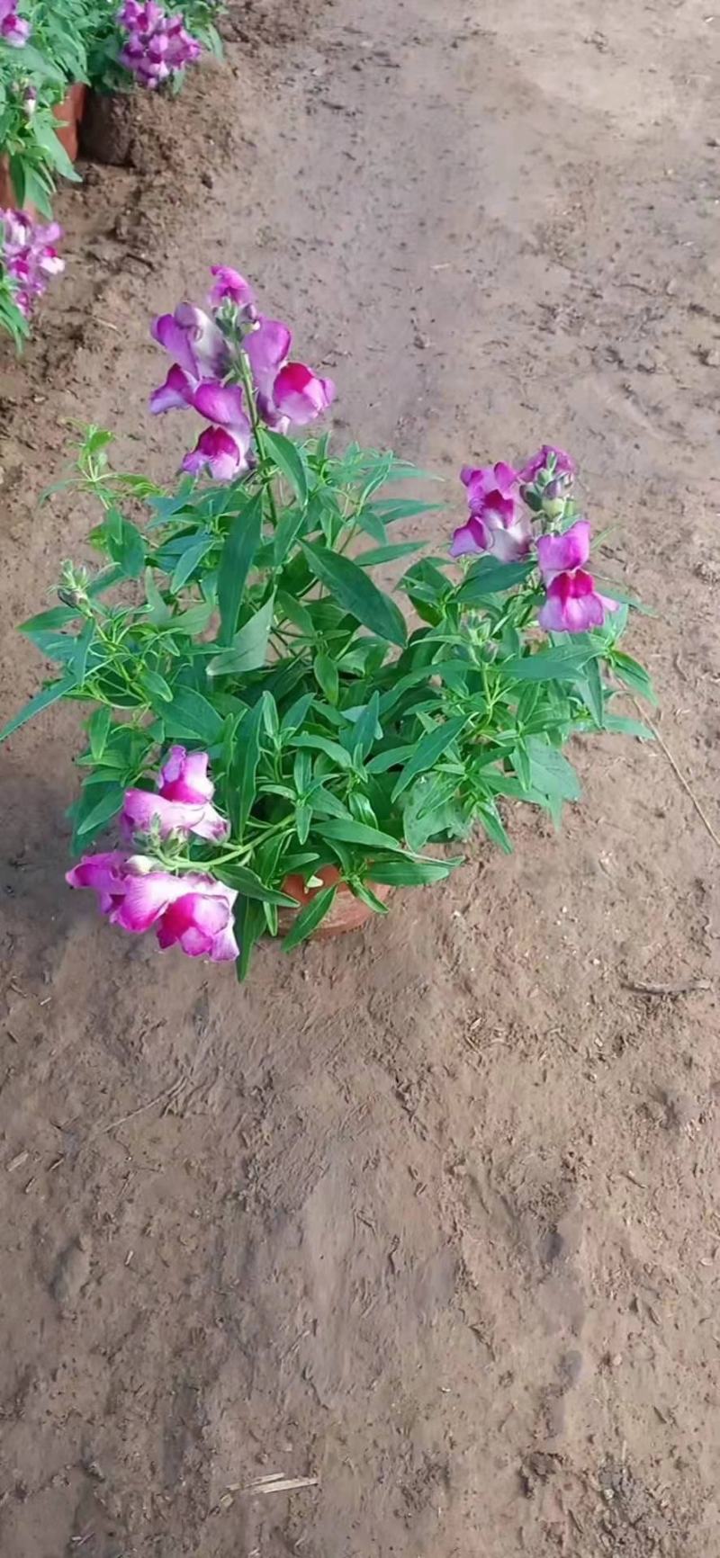 金鱼草，一手货源，大量有货，基地直发，花色齐全