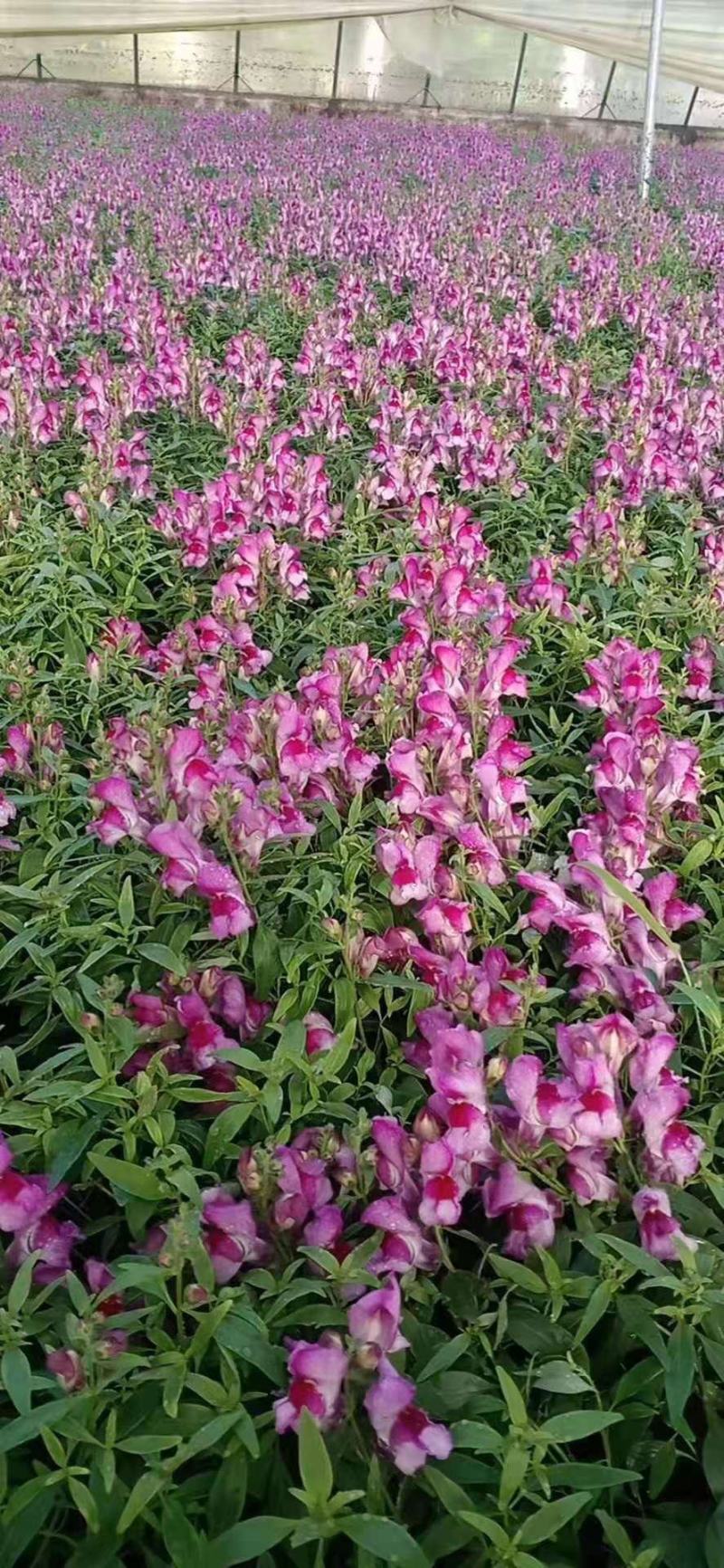 金鱼草，一手货源，大量有货，基地直发，花色齐全