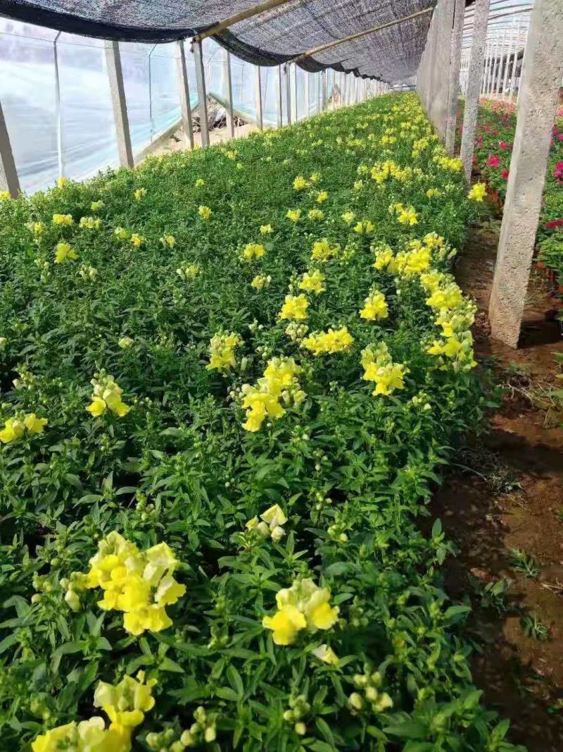 金鱼草，一手货源，大量有货，基地直发，花色齐全