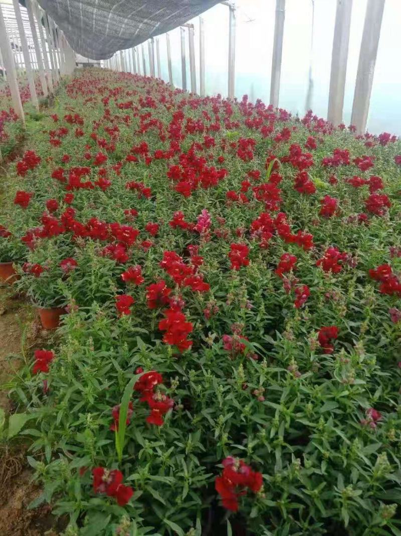 金鱼草，一手货源，大量有货，基地直发，花色齐全