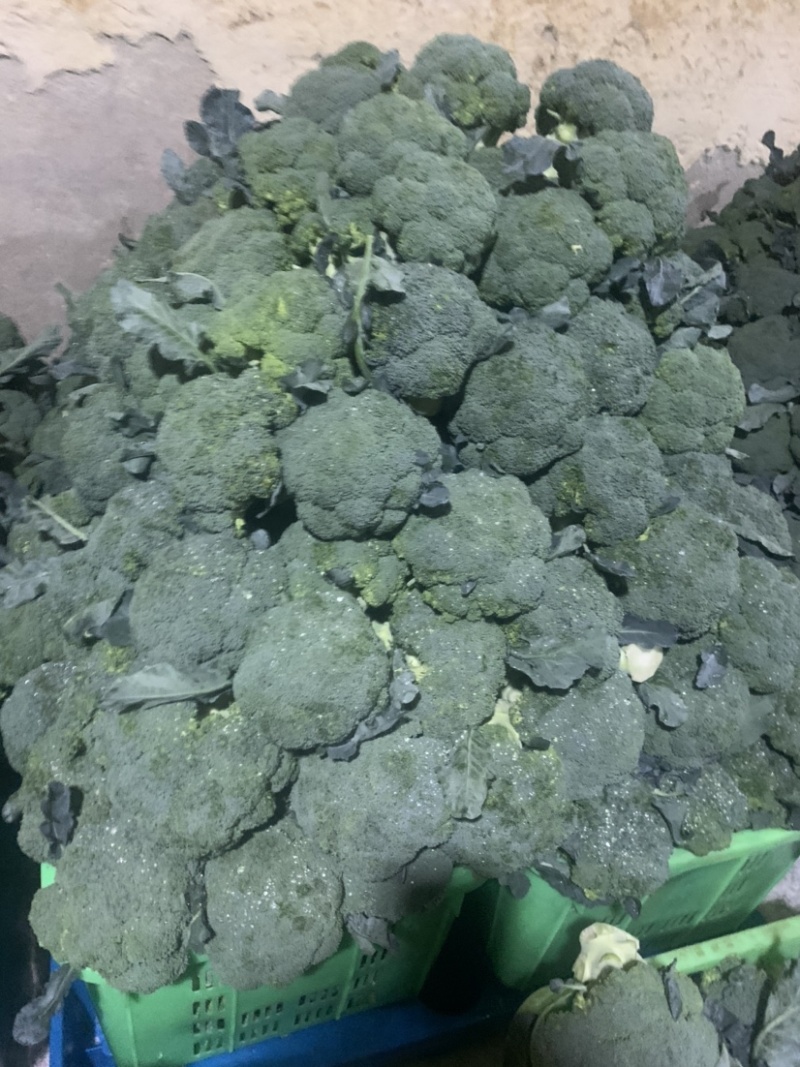 甘肃定西、西兰花大量上市、精品西兰花质量好、价格便宜