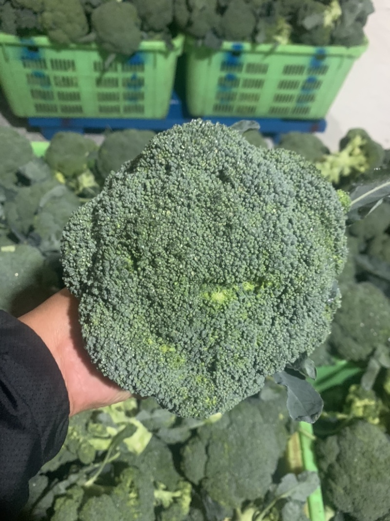 甘肃定西、西兰花大量上市、精品西兰花质量好、价格便宜
