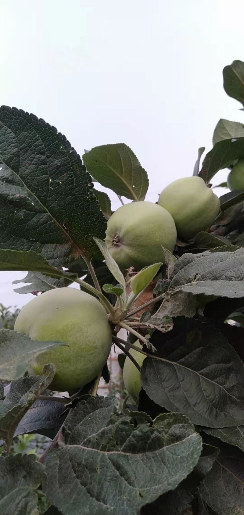 本地藤木苹果已经上市