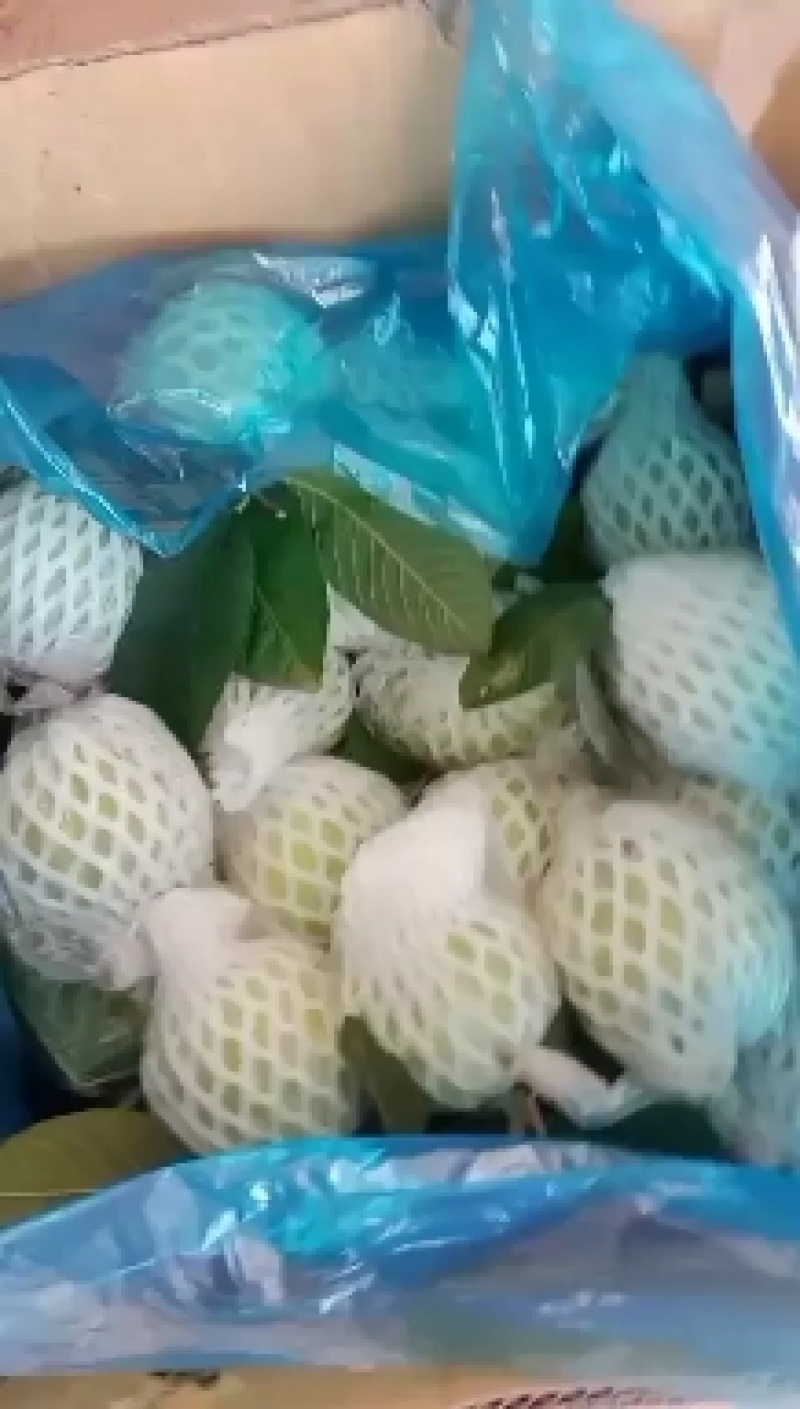 珍珠石榴，香石榴