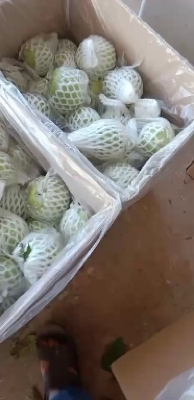 珍珠石榴，香石榴