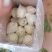 珍珠石榴，香石榴