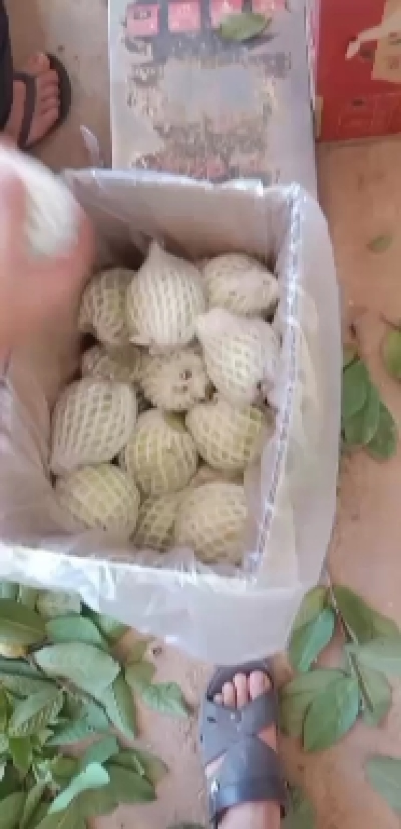 珍珠石榴，香石榴