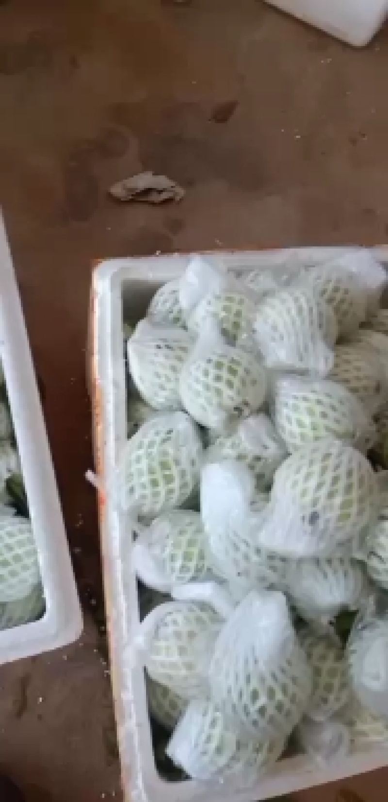 珍珠石榴，香石榴