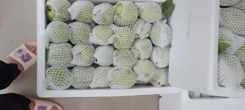 珍珠石榴，香石榴