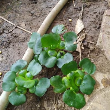 水葫芦，凤眼蓝，一手货源，大量有货，基地直发