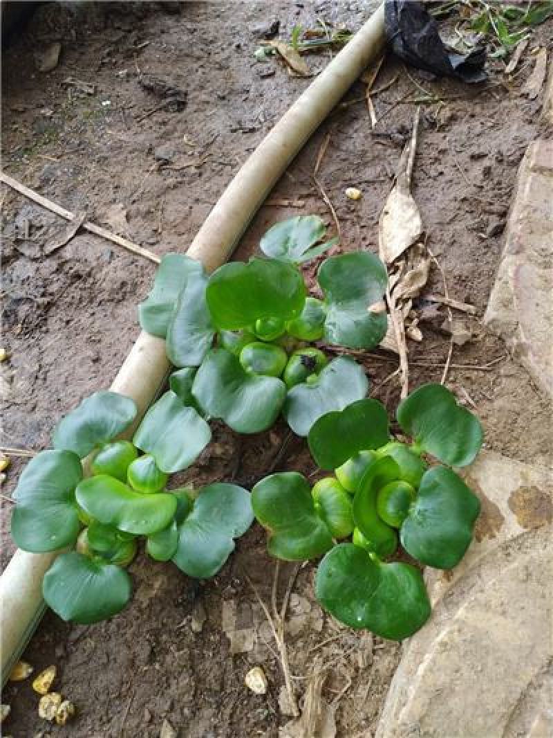 水葫芦，凤眼蓝，一手货源，大量有货，基地直发