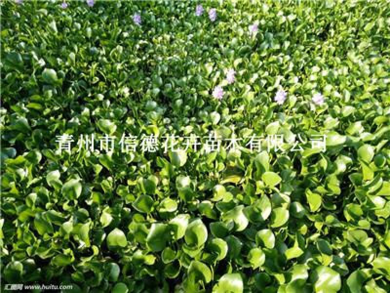 水葫芦，凤眼蓝，一手货源，大量有货，基地直发