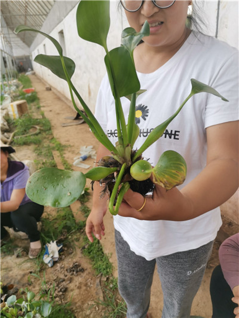 水葫芦，凤眼蓝，一手货源，大量有货，基地直发