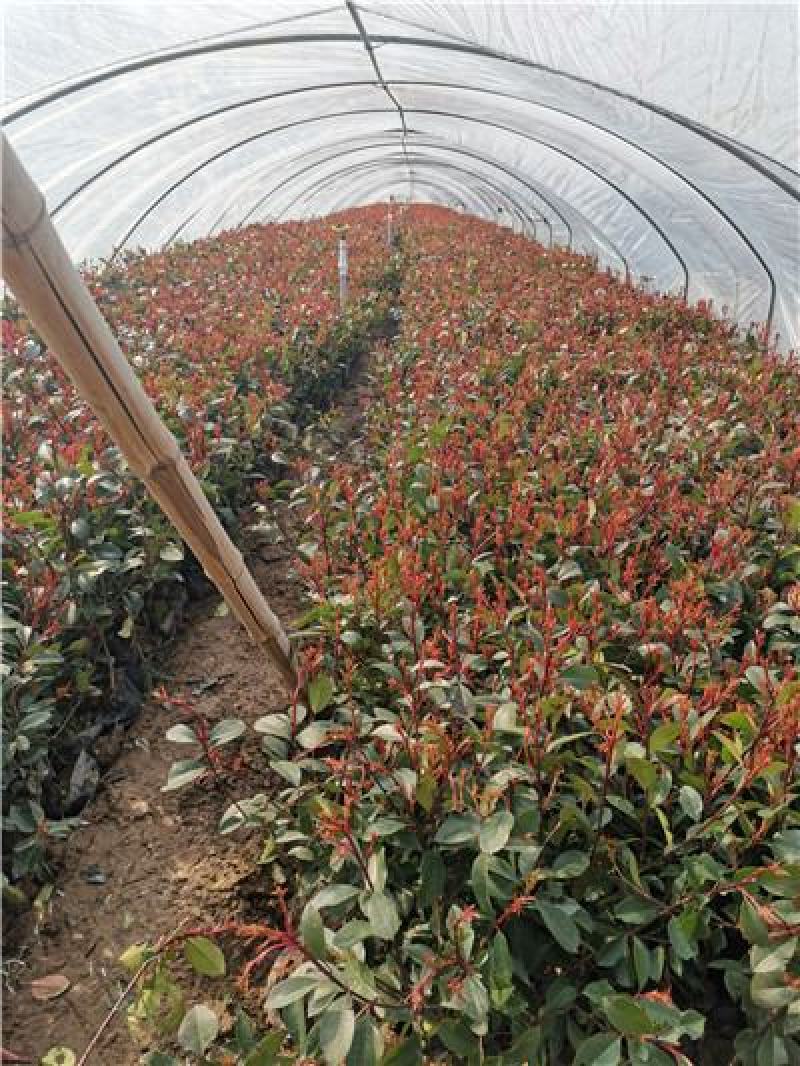 红叶石楠，山东青州货源，大量有货，基地直发
